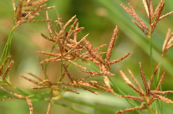 Lang cypergras, Cyperus longus