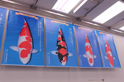 Winnaars 43e All Japan Koishow