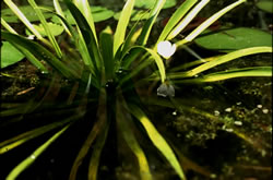 Krabbescheer, Stratiotes aloides