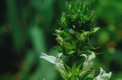 Virginische lobelia