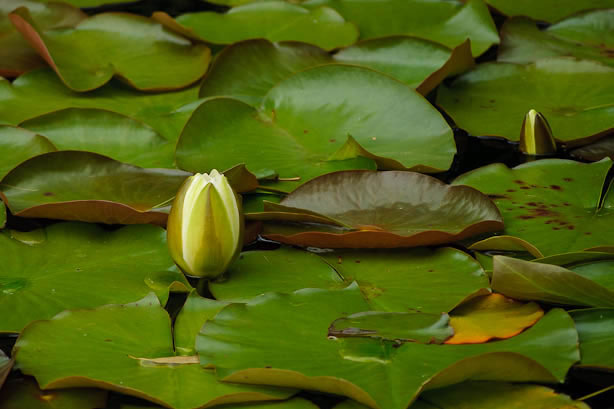 Bloemknoppen van een waterlelie