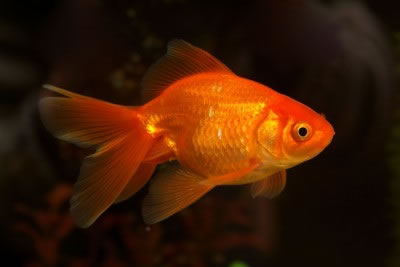 De goudvis