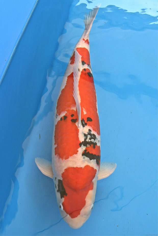 Grand Champion Nationale Koi- en Vijverdagen 2011