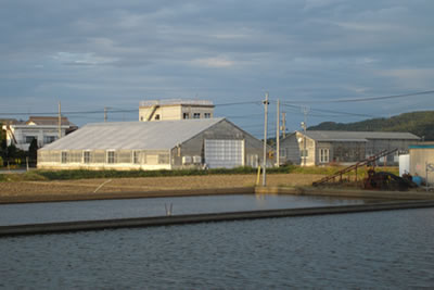 Het moderne koihuiscomplex van de Danichi koi farm