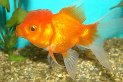 Leeuwenkop goudvis
