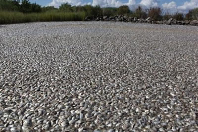 Massake vissterfte