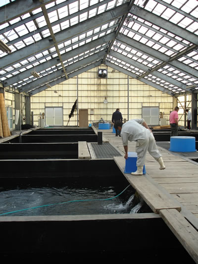 Dainichi koihuis