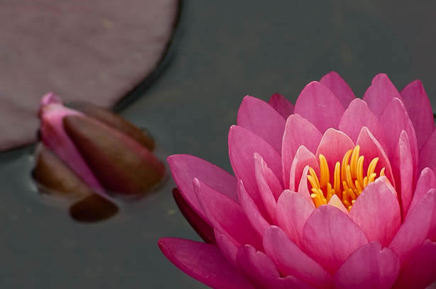 Een mooie roze waterlelie variëteit