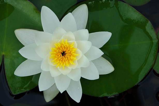 Een witte waterlelie