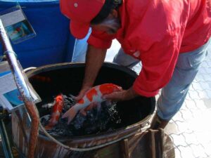 koi-inspecteren