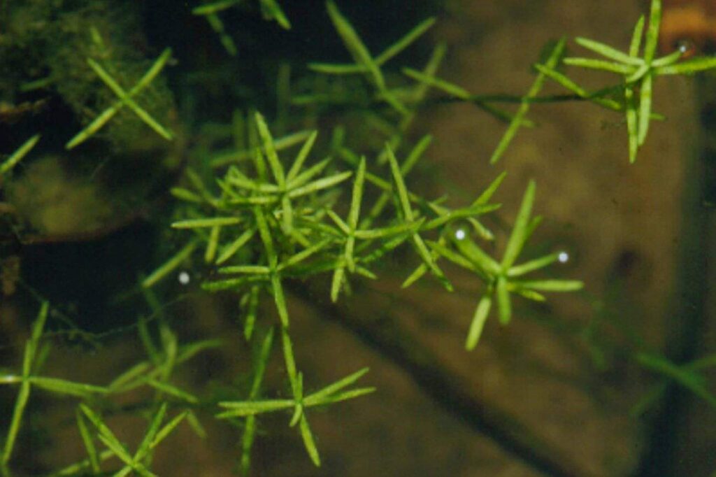 Crassula helmsii 'Submers'