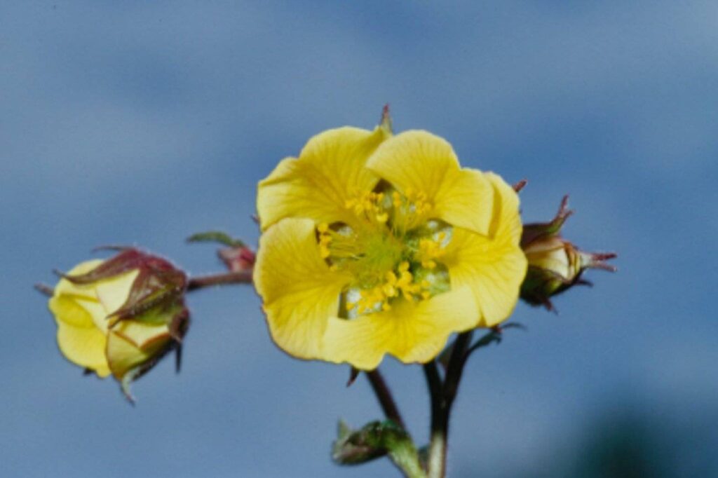 Geum rivale 'Beach House Apricot'