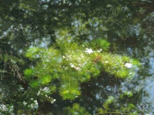 hottonia-palustris-1