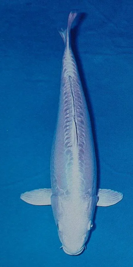 Doitsu Platinum Ogon