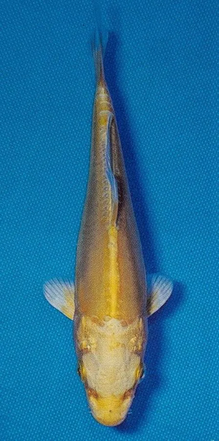 Doitsu Yamabuki Ogon