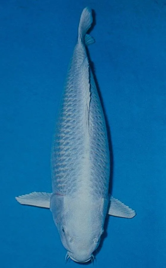 Purachina of Platinum Ogon