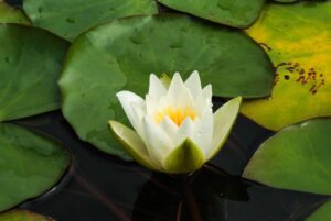 Nymphaea Candida
