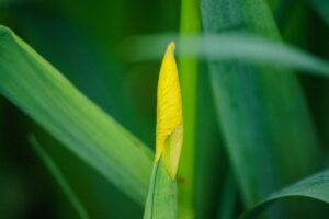 gele-lis-bloemknop