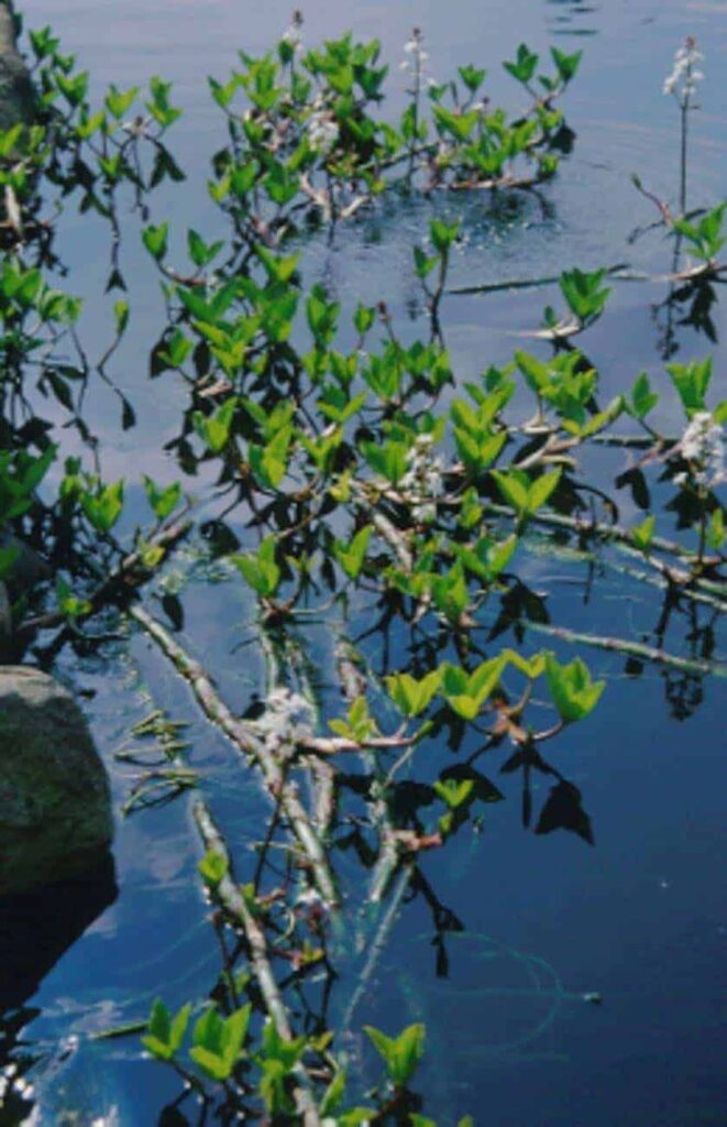 menyanthes-trifoliata