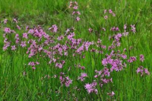 lychnis-flos-cucculi