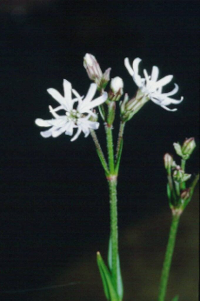 Lychnis flos cucculi 'Alba'