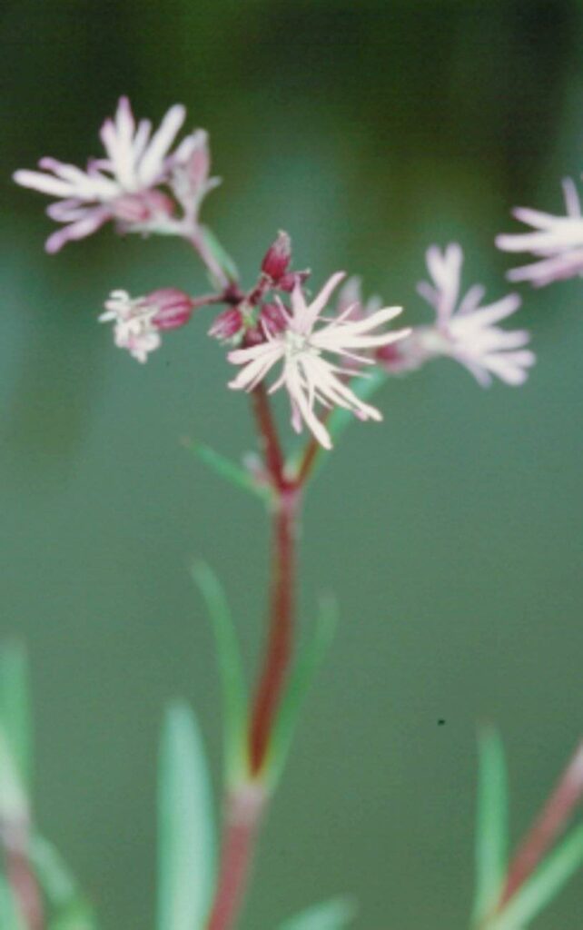 Lychnis flos cucculi 'Nana'