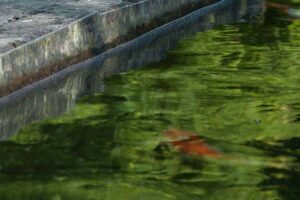 verkeerde-vijverrand