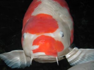 koi-muil
