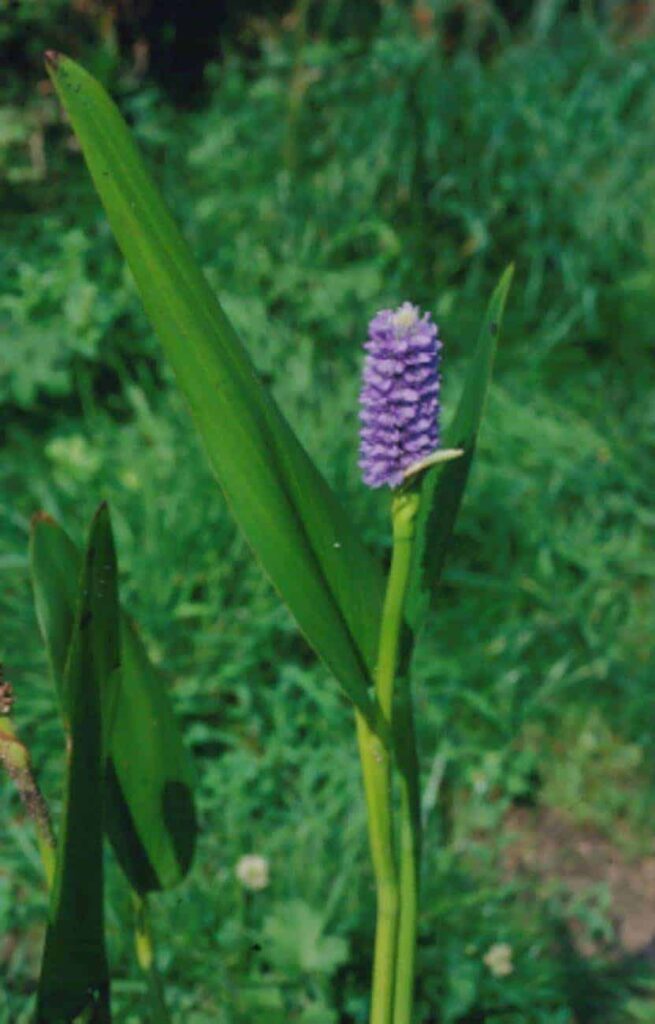 pontederia-cordata-subsp