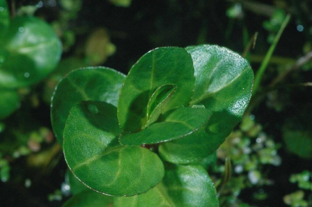 Veronica beccabunga