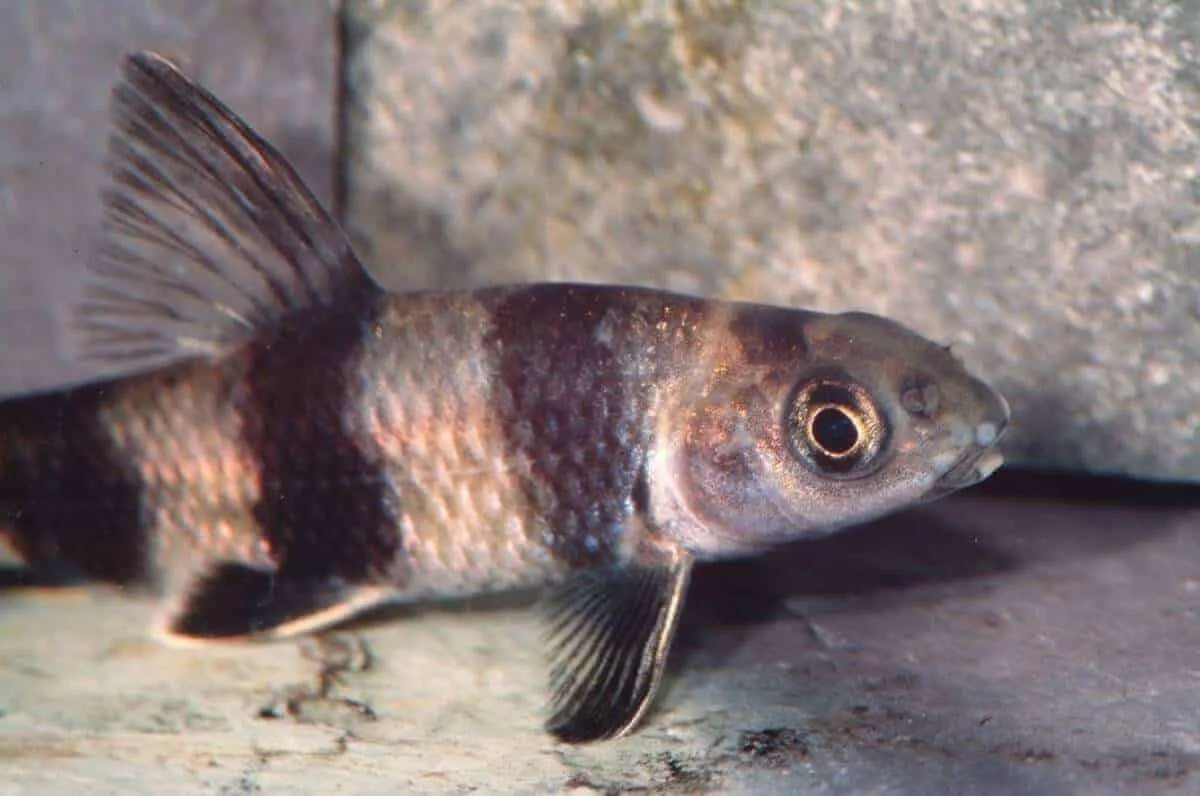 Sarcocheilichthys-sinensis