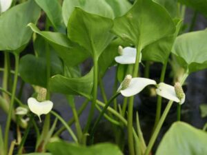 Calla-palustris bloem
