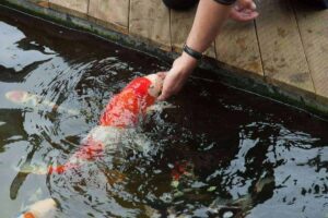 koi-handtam-maken