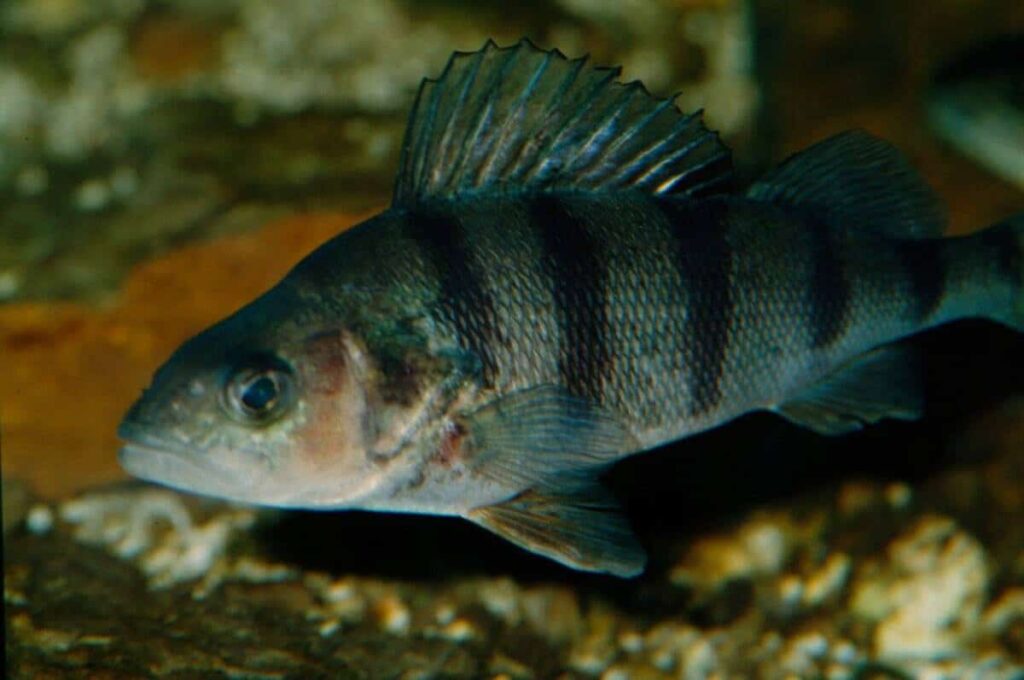 Perca-fluviatilis-3