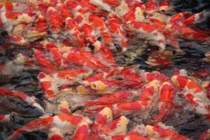 Jonge koi