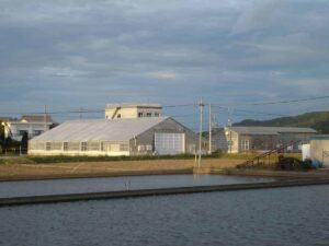 dainichi-koihouse