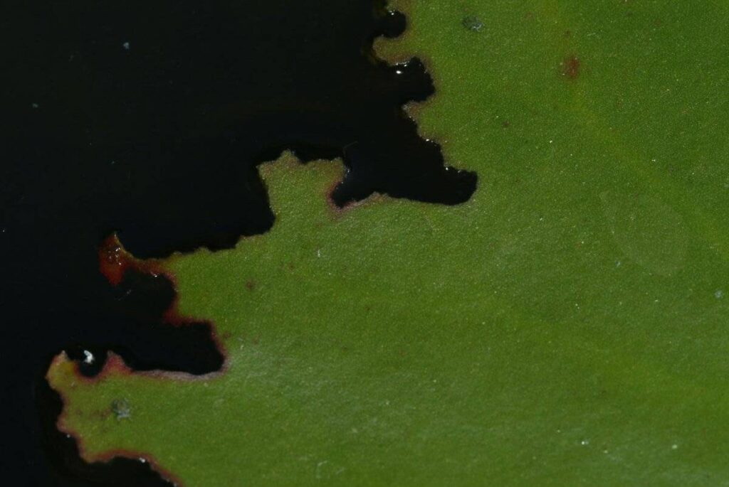 Cataclysta lemnata2