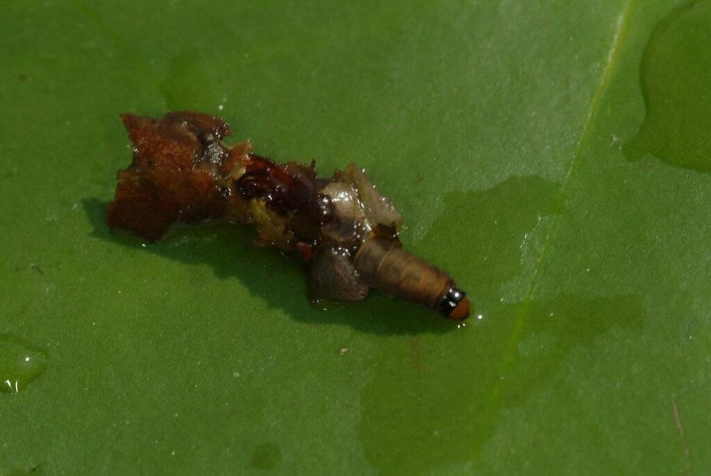 Cataclysta lemnata3