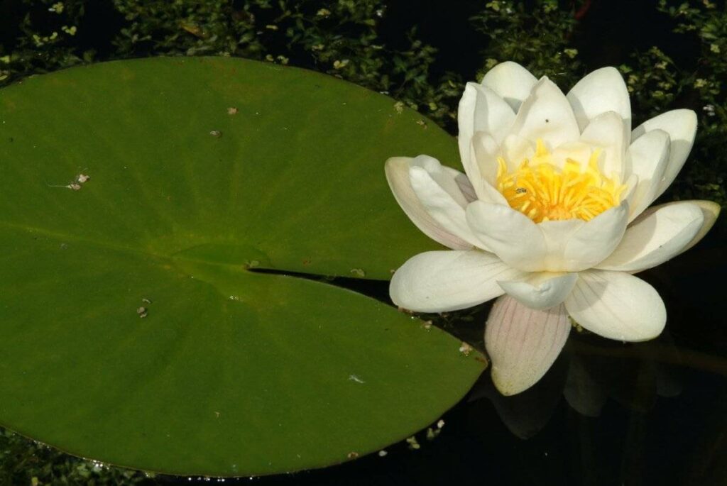 Nymphaea Alba