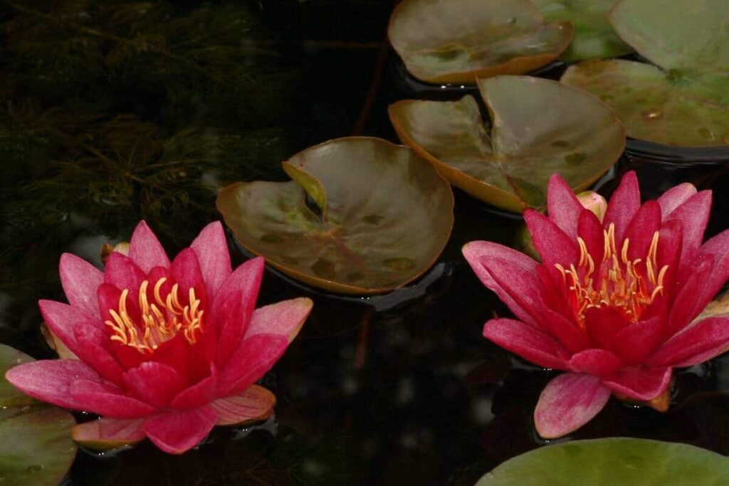 Nymphaea Burgundy Princess
