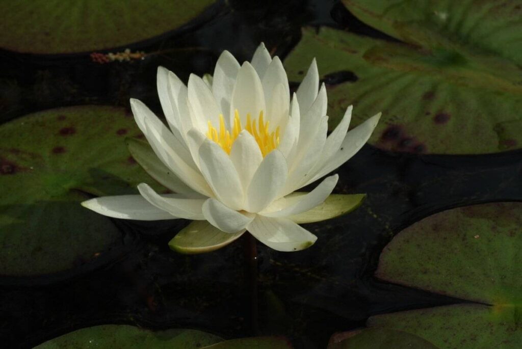 Nymphaea Caroliniana Nivea