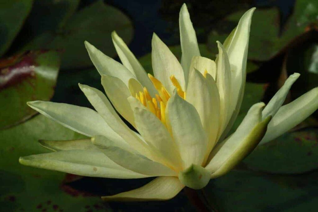 Nymphaea Colonel A.J. Welch