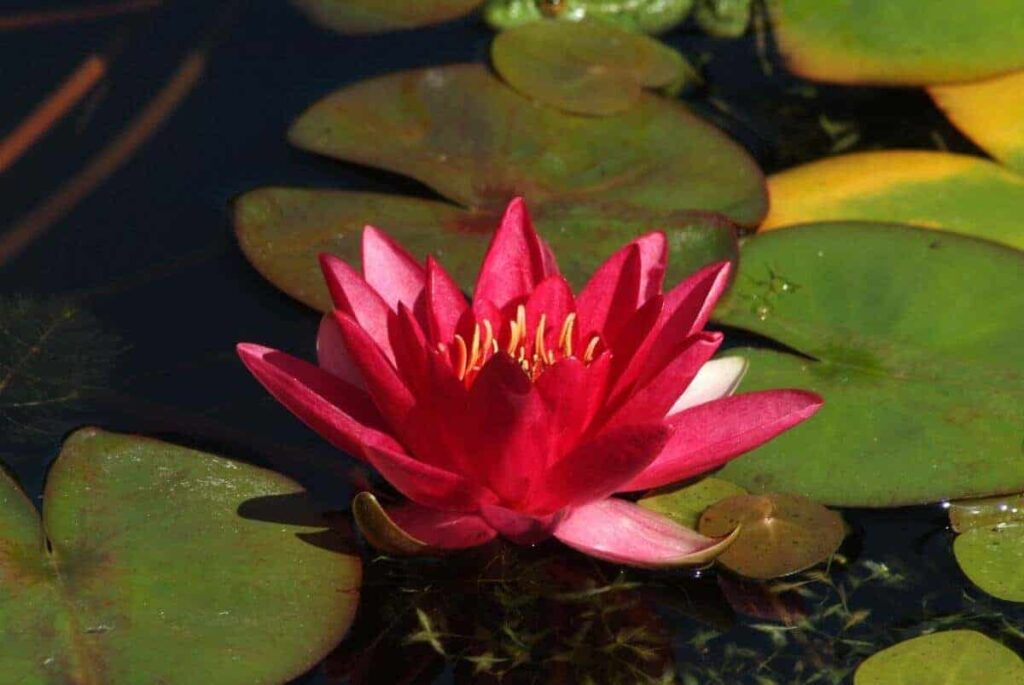 Nymphaea Escarboucle