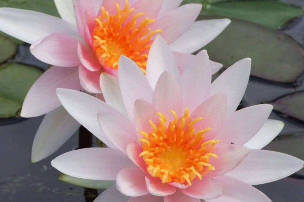 Nymphaea Fritz Junge