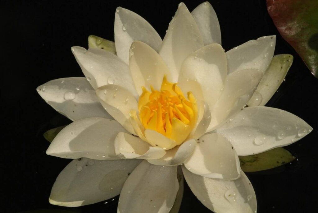 Nymphaea Gladstoniana