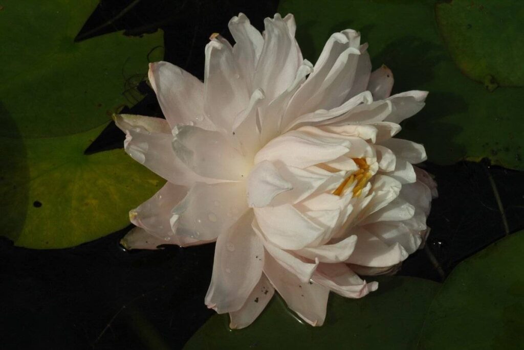 Nymphaea Gloire du Temple-sur-Lot