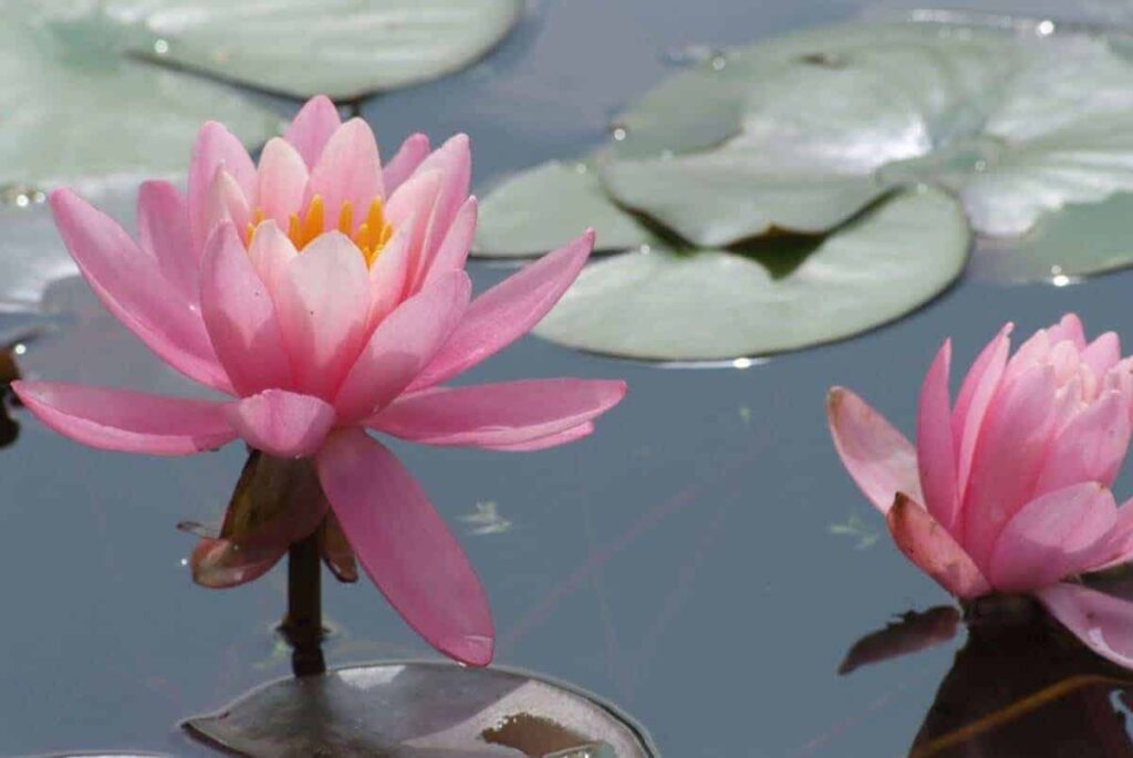Nymphaea Odorata Helen Fowler