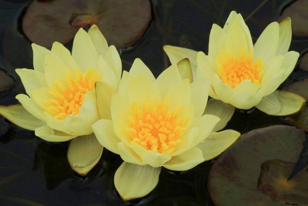 Nymphaea pygmaea Helvola