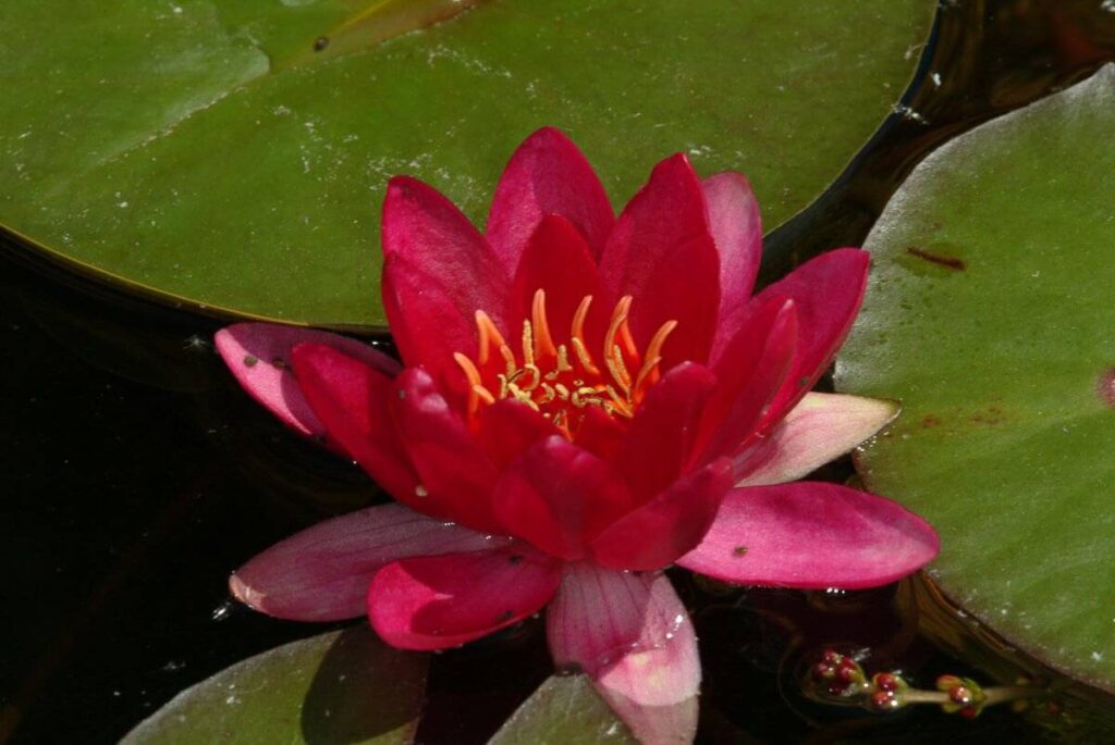 Nymphaea Laydekeri Fulgens