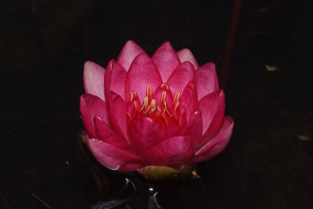Nymphaea Liou